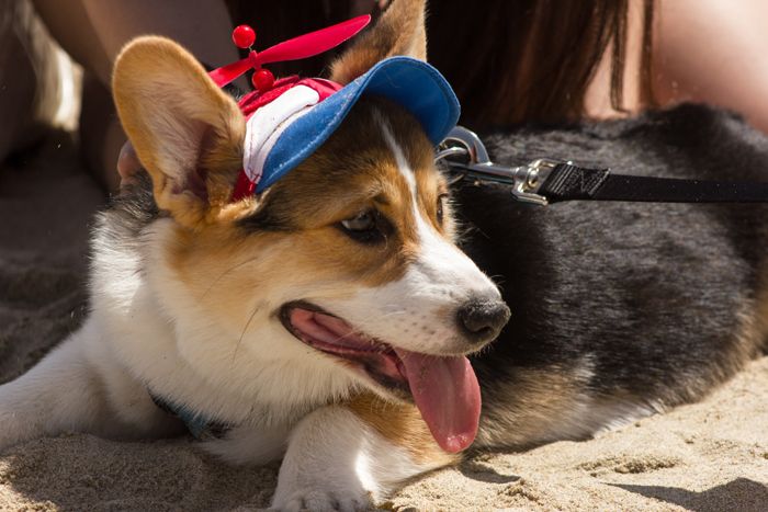 CorgiDay5_CourtesyofShannonHo