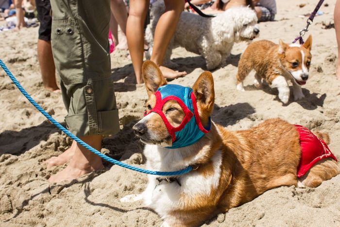 CorgiDay_CourtesyofShannonHo