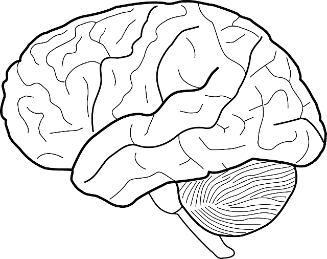 brain-303186_640