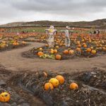 PumpkinpatchSophiaChangIntern