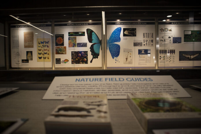Biodiversity-Illuminated_-Exhibit-Allison-2-2048x1361 A glass window with images of butterflies, plants and animals are shown in the back. The foreground is a display with a sign that reads "Nature Field Guides" with two books.